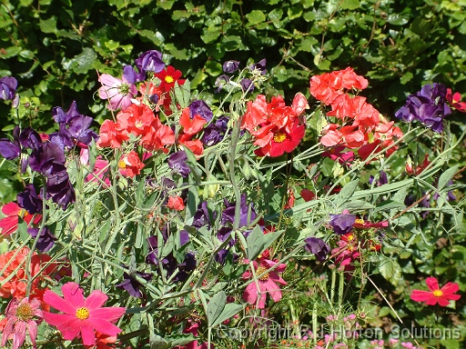 Sweet Peas_5